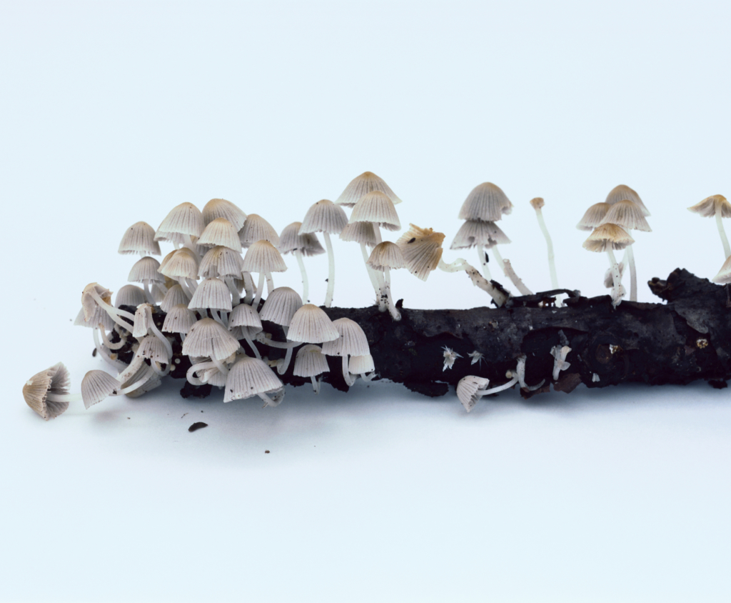 Takashi Homma, Mushroom from the forest #6, Stampa C type, cm43,2x35,6 2011 ©Takashi Homma, Courtesy Takashi Homma, New waves, 2014 © Takashi Homma, Courtesy Taronasu/Viasaterna